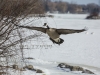 Canada Geese In flight