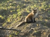 Fox Cub