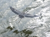 Heron in Flight II