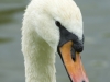 Swan Portrait