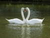Swan\'s Love Heart