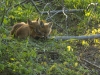 Two Fox Cubs